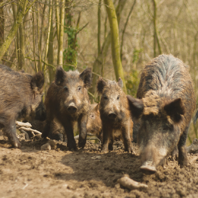 Orchard Hill Farm Wild Boar Burgers